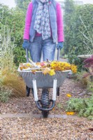 Woman pushing a wheelbarrow of dead leaves through the garden