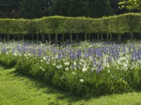 Camassia leichtlinii -Camassia lily and Narcissus poeticus Old Pheasant's Eye with clipped Italian Alder