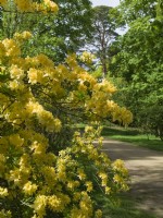 Rhododendron luteum - Azalea pontica at Sheringham Park Norfolk UK