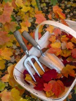Fallen leaves and trug with hand tools Acer rubrum 'October glory' - Red maple 'October Glory' 