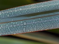 Phormium 'Duet' - New Zealand flax with water droplets in Autumn