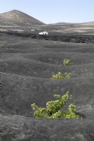 Vines planted in shallows in volcanic soil in Lanzarote - August