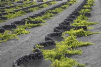 Vines planted in shallows in volcanic soil in Lanzarote - August