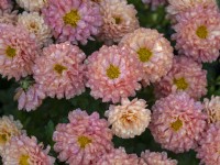 Chrysanthemum 'Picasso' with water droplets in Autumn