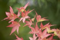 Acer palmatum 'Sango-kaku' - Senkaki-. Summer.