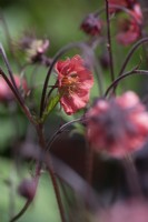 Geum 'Flames of Passion'
