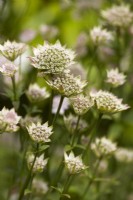 Astrantia major 'Buckland' at the end of summer.