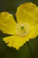 Yellow poppy flower. Welsh Poppy. Summer.