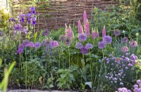 Purple themed border with chives, lupins, alliums, columbine and irises.