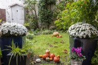 Chrysanthemum and various gourds in a garden in autumn,