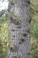 Cedrus Libani ssp. Brevifolia bark at Bodenham Arboretum, October