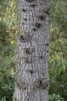Cedrus Libani ssp. Brevifolia bark at Bodenham Arboretum, October