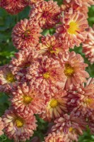 Chrysanthemum 'Bronze Elegance' flowering in Autumn - October