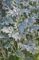 Senecio cineraria 'Silver Dust' foliage in Autumn - November