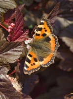 Aglais urticae - Small tortoiseshell butterfly feeding on Physocarpus opulifolius 'Lady in Red' flowers