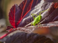 Leptophyes punctatissima - Speckled bush-cricket on Amaranthus caudatus leaves