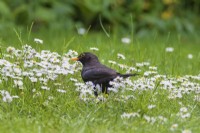 Turdus merula - Male Blackbird amongst Daisies in lawn