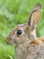Oryctolagus cuniculus - Portrait of Rabbit