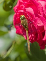Anaciaeschna isoceles - Norfolk hawker dragonfly on  red rose