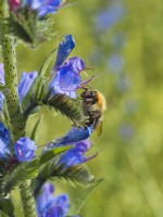 Bombus sp. -  Bumblebee on Echium vulgare, Viper's-Bugloss