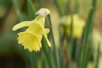 Narcissus 'Cedric Morris'