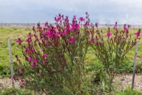 Gaura lindheimeri in bloom