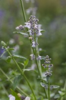 Nepeta 'Amelia'