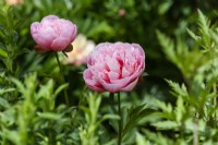 Paeonia 'Etched Salmon'