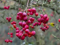 Malus x robusta 'Red Sentinel' fruits in November