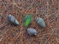 Pinus Radiata - Monterey Pine cones and fallen needles