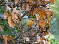 Robin Erithacus rubecula in Hedgerow