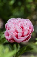 Paeonia 'Etched Salmon'