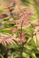 Sorbaria sorbifolia 'Sem' - False Spiraea