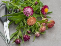 Cut straw flowers for drying