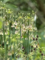 Nectaroscordum siculum