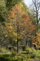 Nyssa sylvatica 'Wisley Bonfire' has a conical shape and it's leaves turn a rich coppery orange in the autumn.