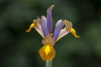 Iris x hollandica 'Bronze Perfection'