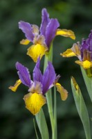 Iris x hollandica 'Picasso'