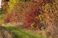 Cornus sanguinea add a warm burgundy tone to this boundary hedge  in the autumn.  
