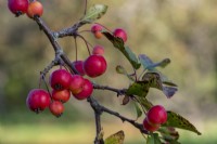 Malus robusta 'Red Sentinel' has red crab apples that stay on the tree well into winter.