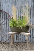 Set against a sheet of corrugated iron, an oval green enamel container is planted with Echinacea purpurea 'Sunseekers Salmon', Nassela tenuissima 'Pony Tails', Origanum 'Bristol Cross', Erigeron karvinskianus, Crithmum maritimum, Betonica officinalis 'Rosea'