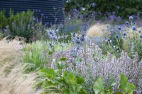  Eryngium alpinum 'Superbum' in the gravel garden at the Cottage Herbery.