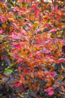 Autumn foliage of Ã— Sycoparrotia semidecidua