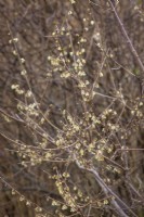 Chimonanthus praecox - Wintersweet