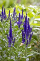 Veronica longifolia 'Marietta' - Garden speedwell