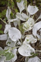 Slug or snail damage to Senecio candidans 'Angel Wings'