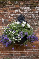 Scaevola aemula 'Purple Fanfare', Bidens ferulifolia 'White Delight' and Begonia 'Funky White', planted together in a wall mounted container.