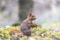 Red squirrel, spring