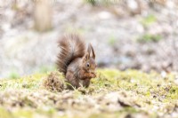 Red squirrel, spring