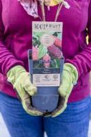 Rubus 'Tayberry' - Woman holding raspberry bush to plant